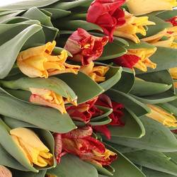 Tulpe gelb/rot Crown 36 Gramm
