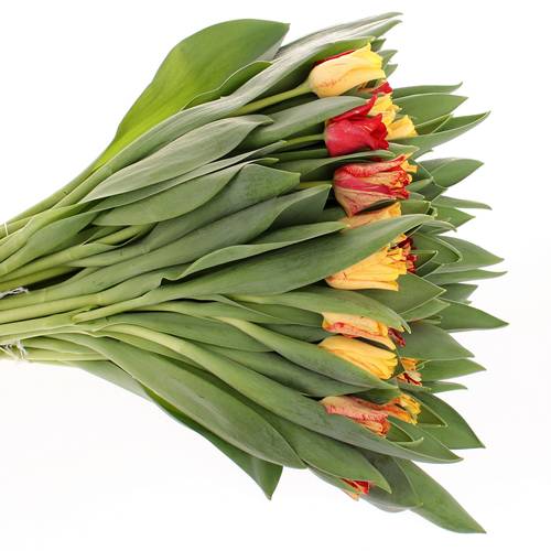 Tulpe gelb/rot Crown 36 Gramm