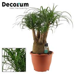 Beaucarnea Verzw.T21 H50