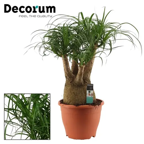 Beaucarnea Verzw.T21 H50