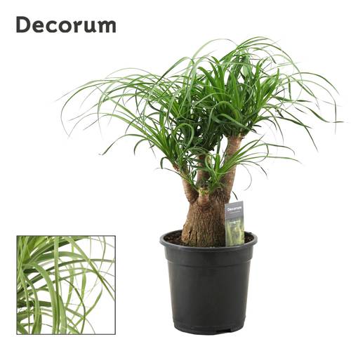 Beaucarnea Verzweigt T21 H065
