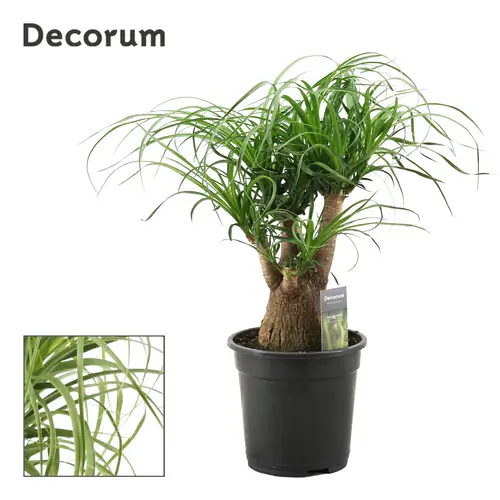 Beaucarnea Verzweigt T21 H065