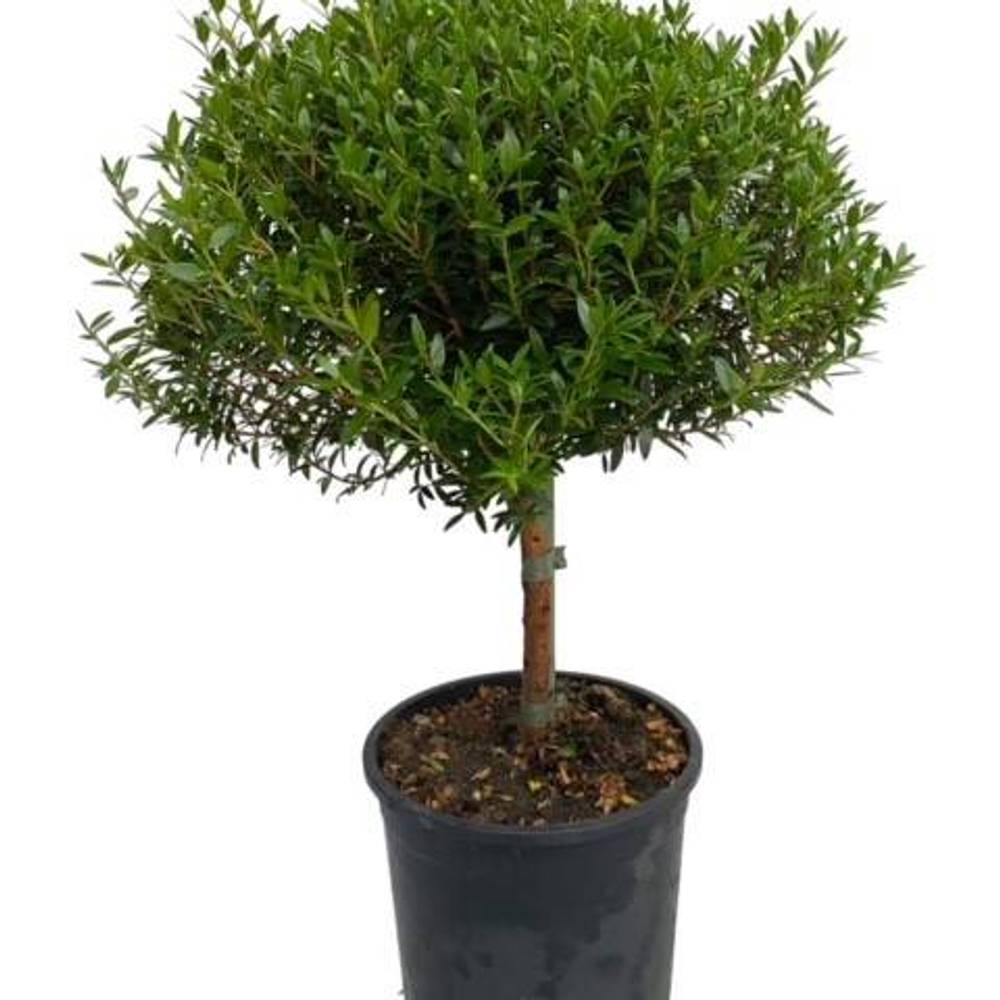 Myrthe Communis Stamm T15 H45