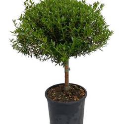 Myrthe Communis Stamm T15 H45