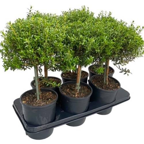 Myrthe Communis Stamm T15 H45