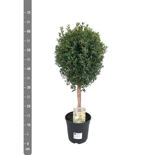 Myrthe Communis Stamm T15 H45