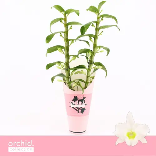 Dendrobium Nobile 2-R weiss Apollon T12 H055