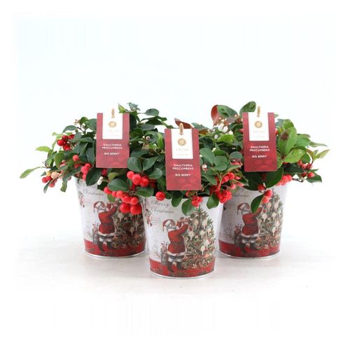 Gaultheria Big Berry Santa Topf T14 H018