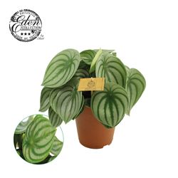 Peperomia Argyreia T15 H25