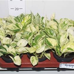 Scindapsus Happy Leaf Schnapch. von Uhr T12 H020