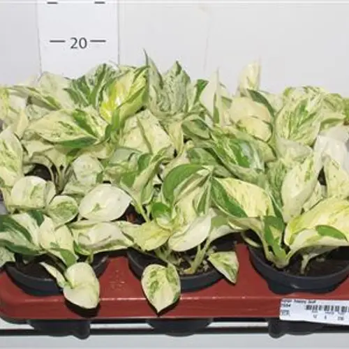 Scindapsus Happy Leaf Schnapch. von Uhr T12 H020
