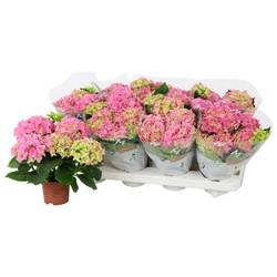 Hortensie Midi rosa 3+Blüte T10 H022