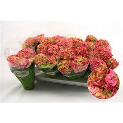 Hortensie Midi rosa 3-5Bl. T10 H022