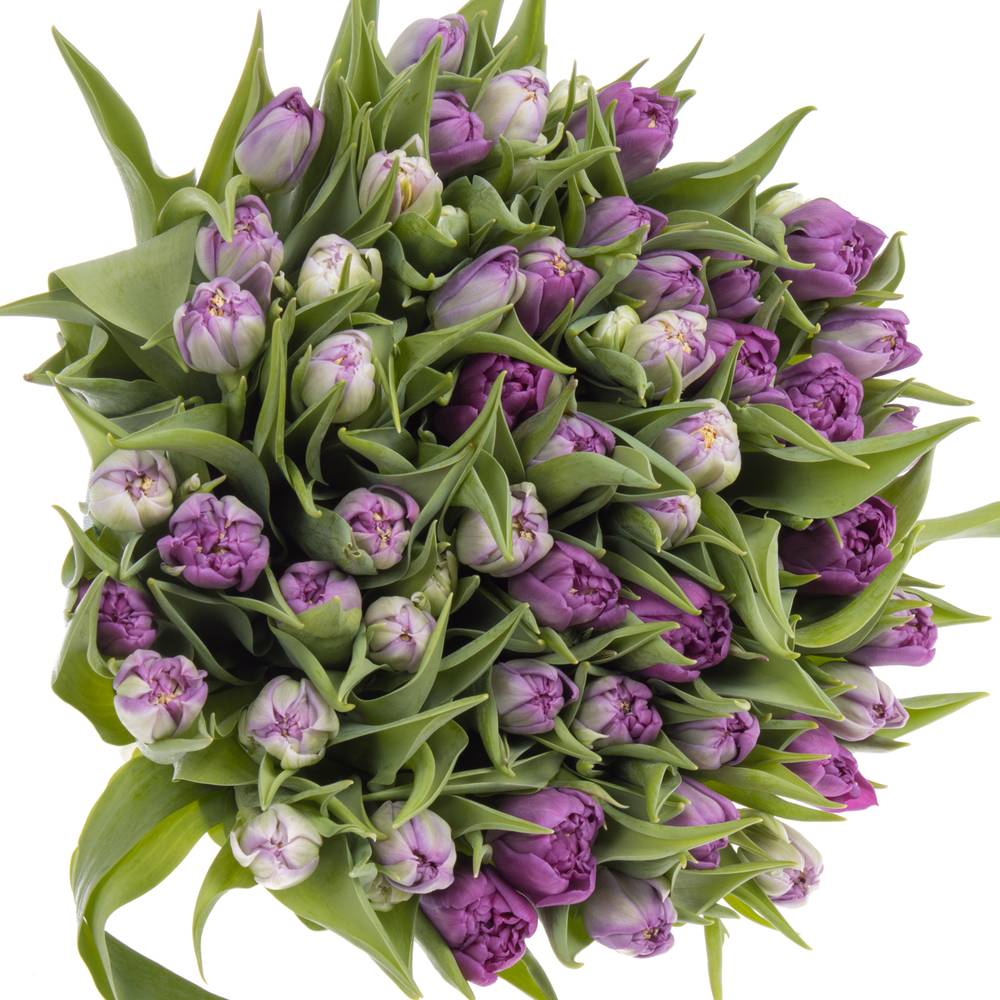 Tulpe lila doppel Castella 50 Gramm