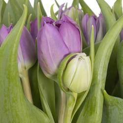 Tulpe lila doppel Castella 50 Gramm