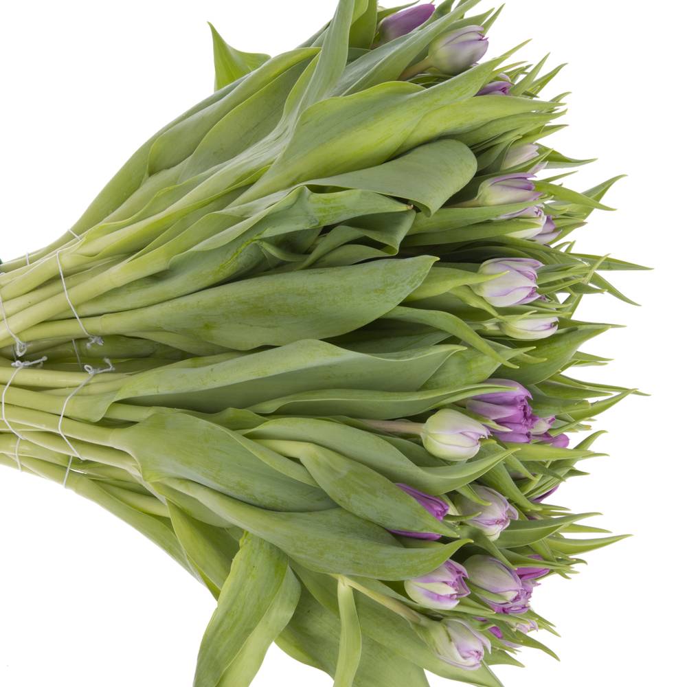 Tulpe lila doppel Castella 50 Gramm