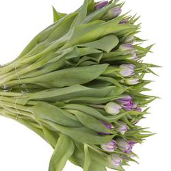 Tulpe lila doppel Castella 50 Gramm