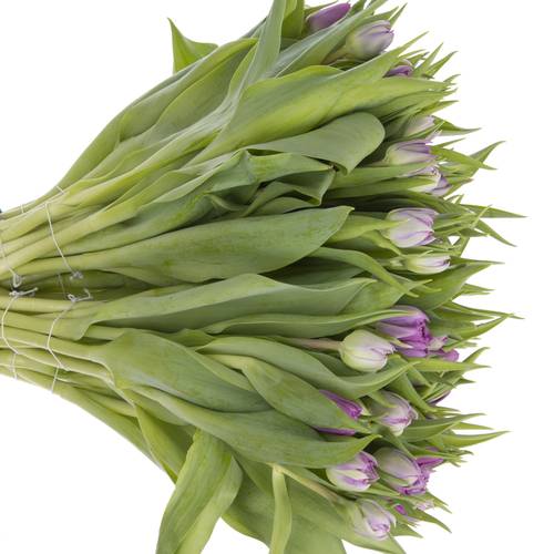 Tulpe lila doppel Castella 50 Gramm