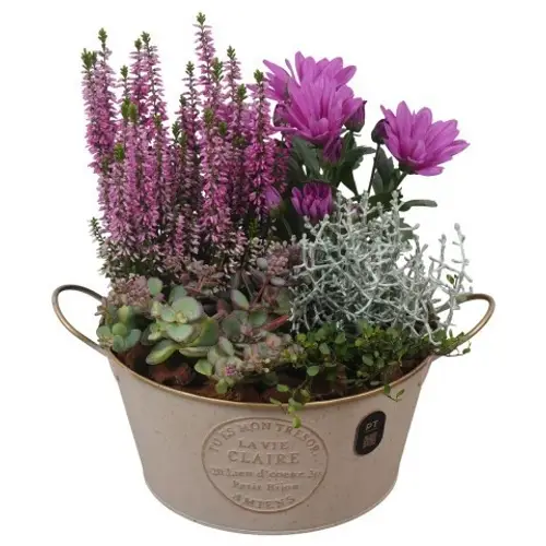 Garten.Arr PTHO7621 Herbst T20 H027