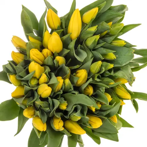 Tulpe gelb Strong Gold 44 Gramm