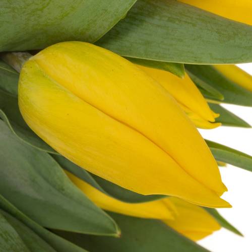 Tulpe gelb Strong Gold 44 Gramm