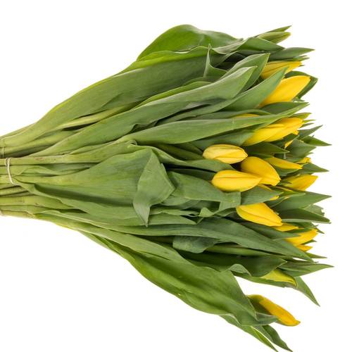 Tulpe gelb Strong Gold 44 Gramm