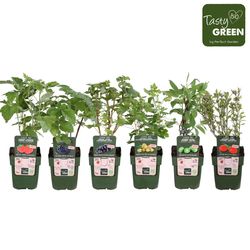 Bio Frucht mix Exklusiv T19 H50