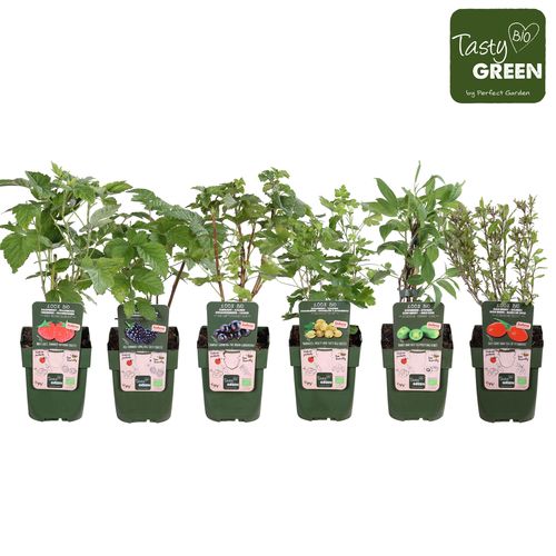 Bio Frucht mix Exklusiv T19 H50