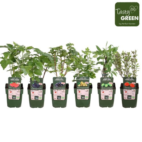 Bio Frucht mix Exklusiv T19 H50