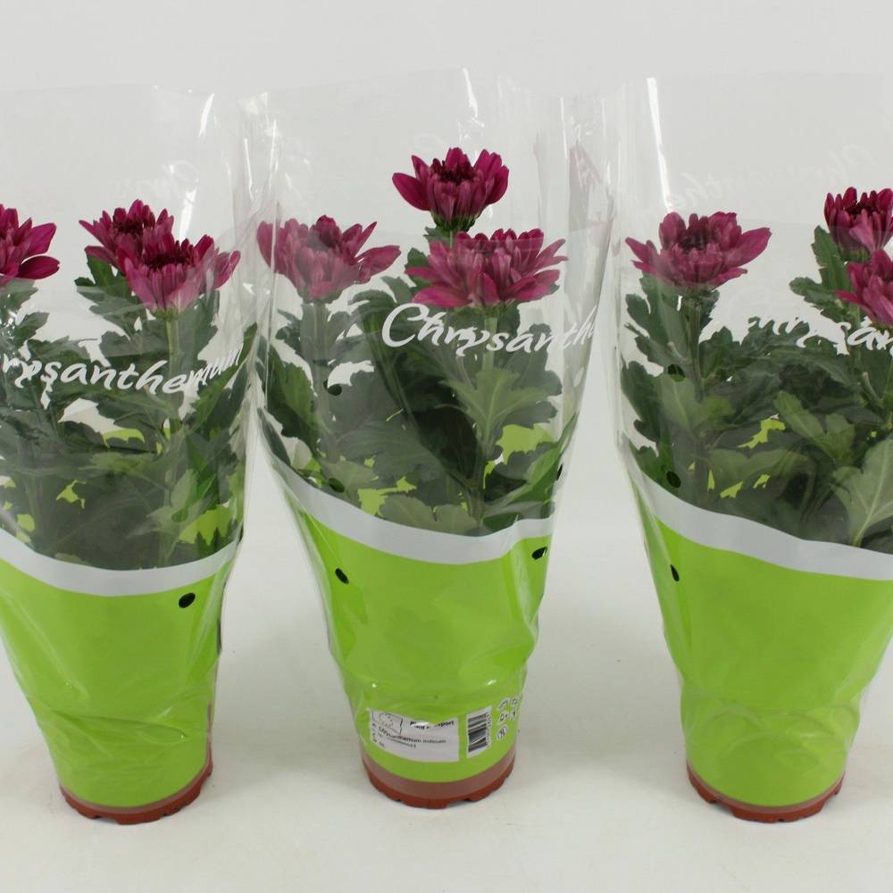 Chrysantheme Zembla Desna T12 H030