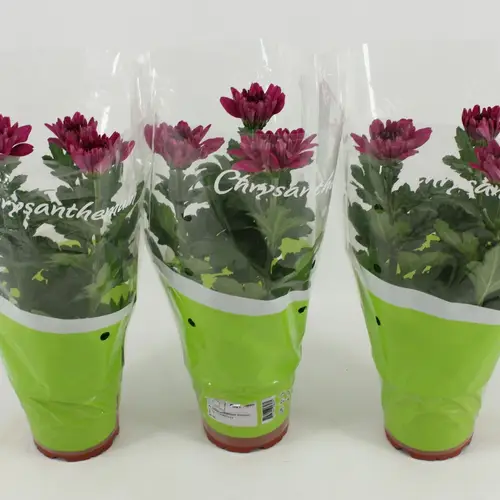 Chrysantheme Zembla Desna T12 H030