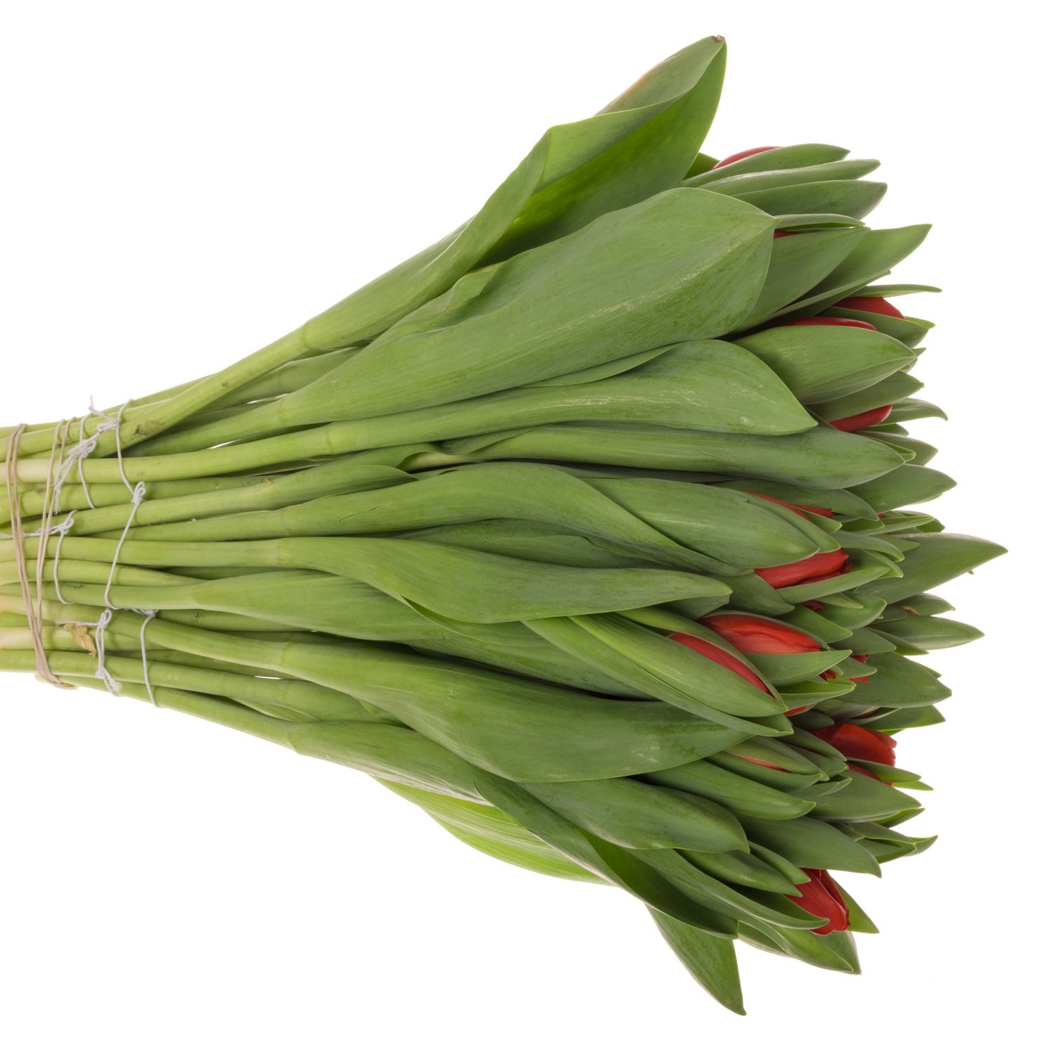 Tulpe rot Escape 32 Gramm