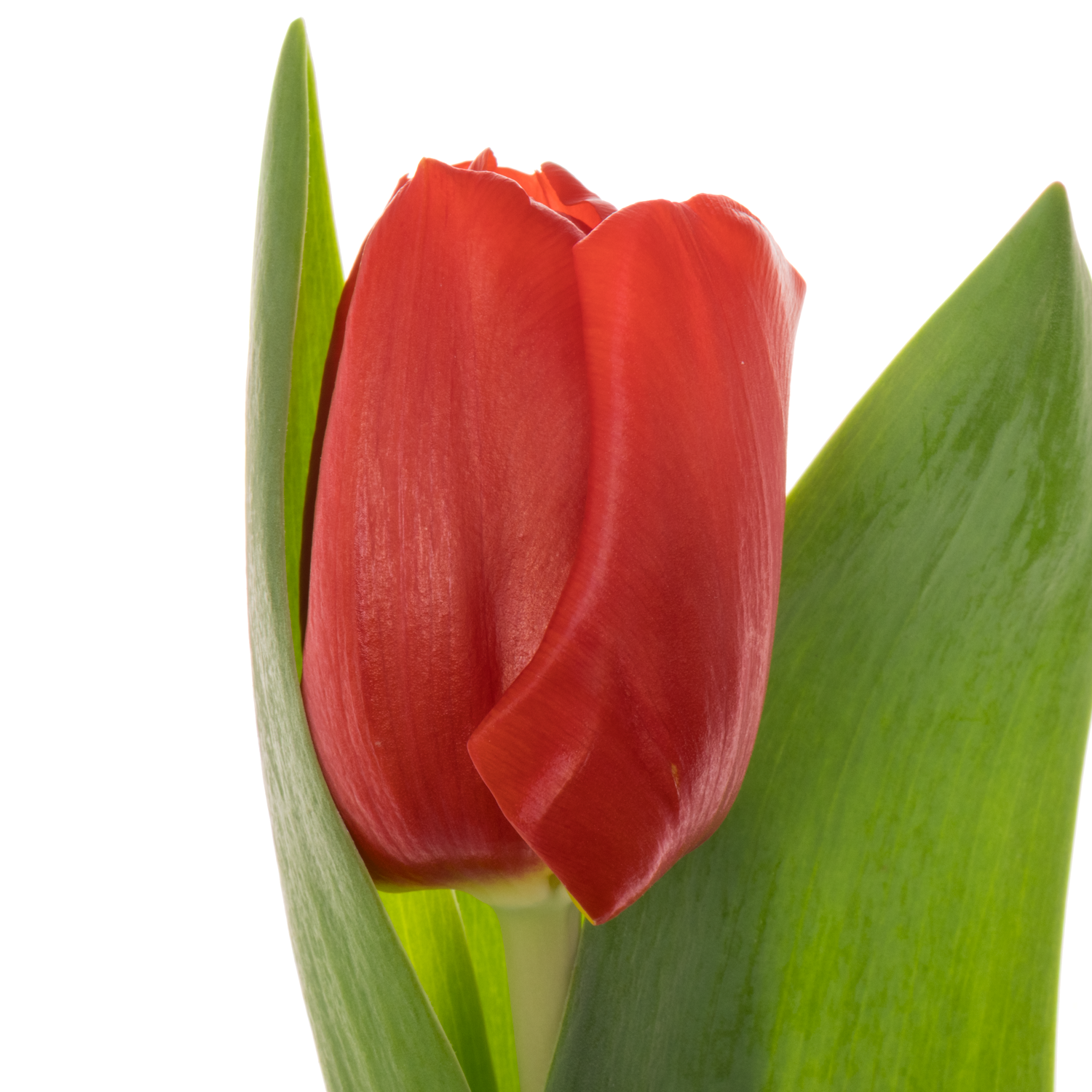Tulpe rot Escape 32 Gramm