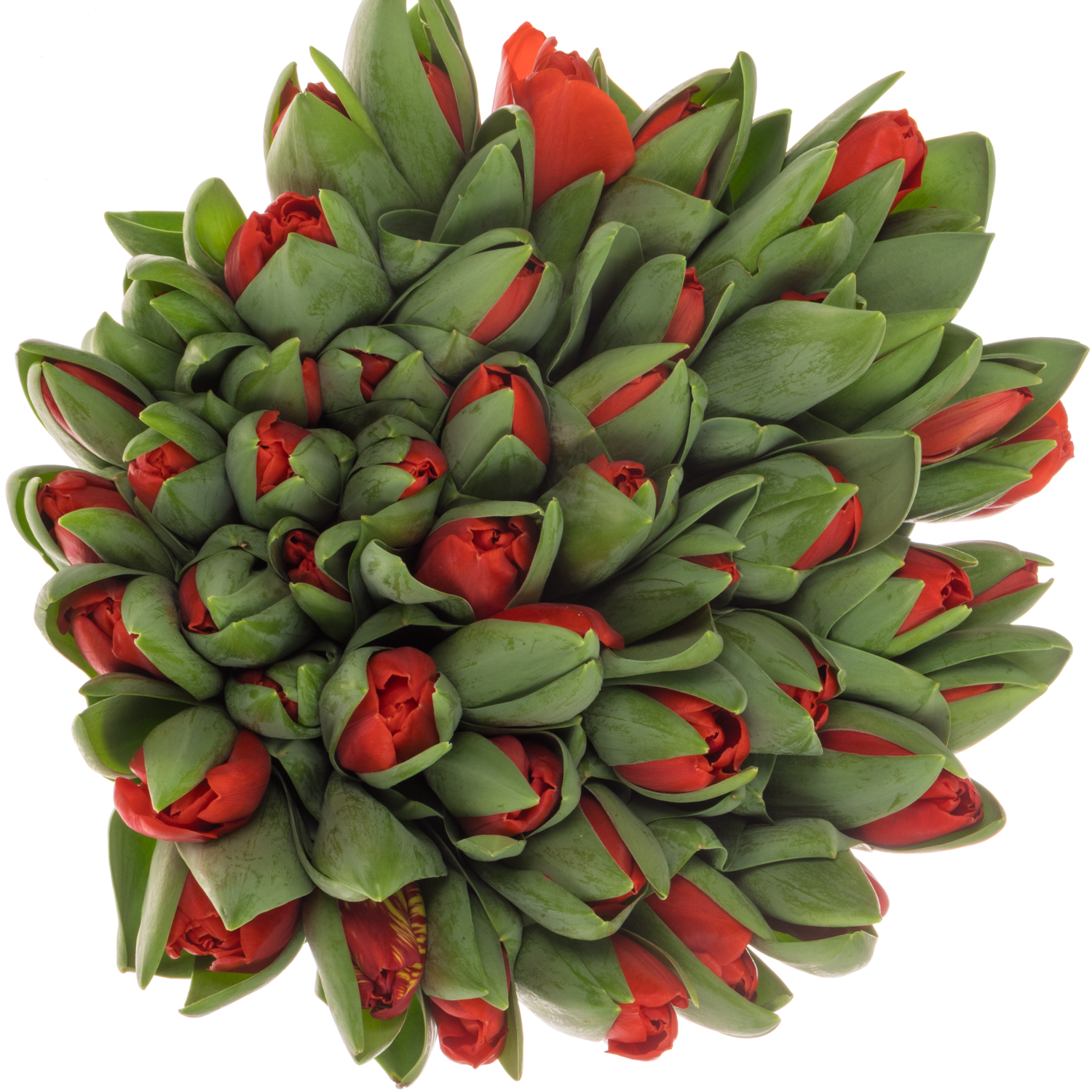 Tulpe rot Escape 32 Gramm