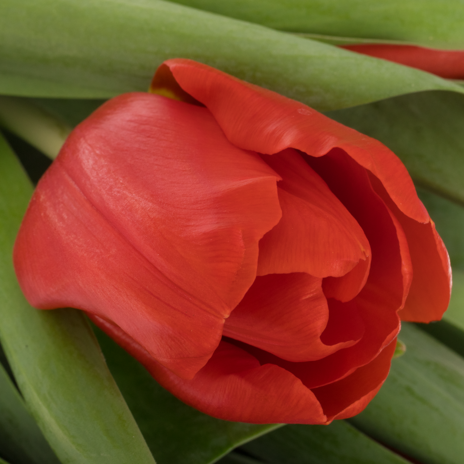 Tulpe rot Escape 32 Gramm