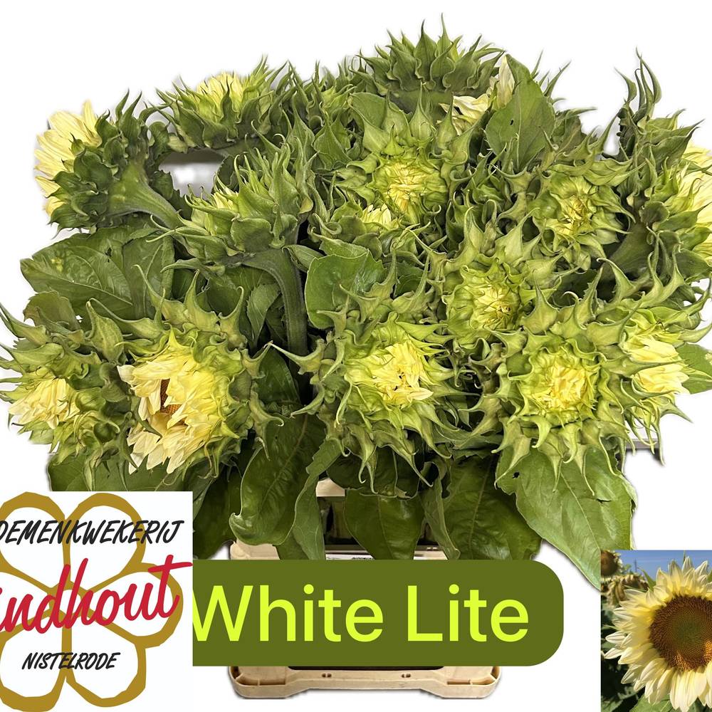 Sonnenblume creme White Light 80cm