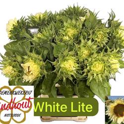 Sonnenblume creme White Light 80cm