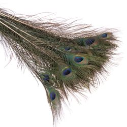 Pfauenfeder 80cm