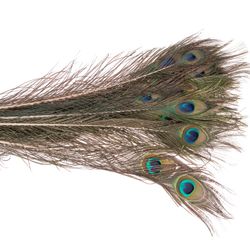 Pfauenfeder 80cm