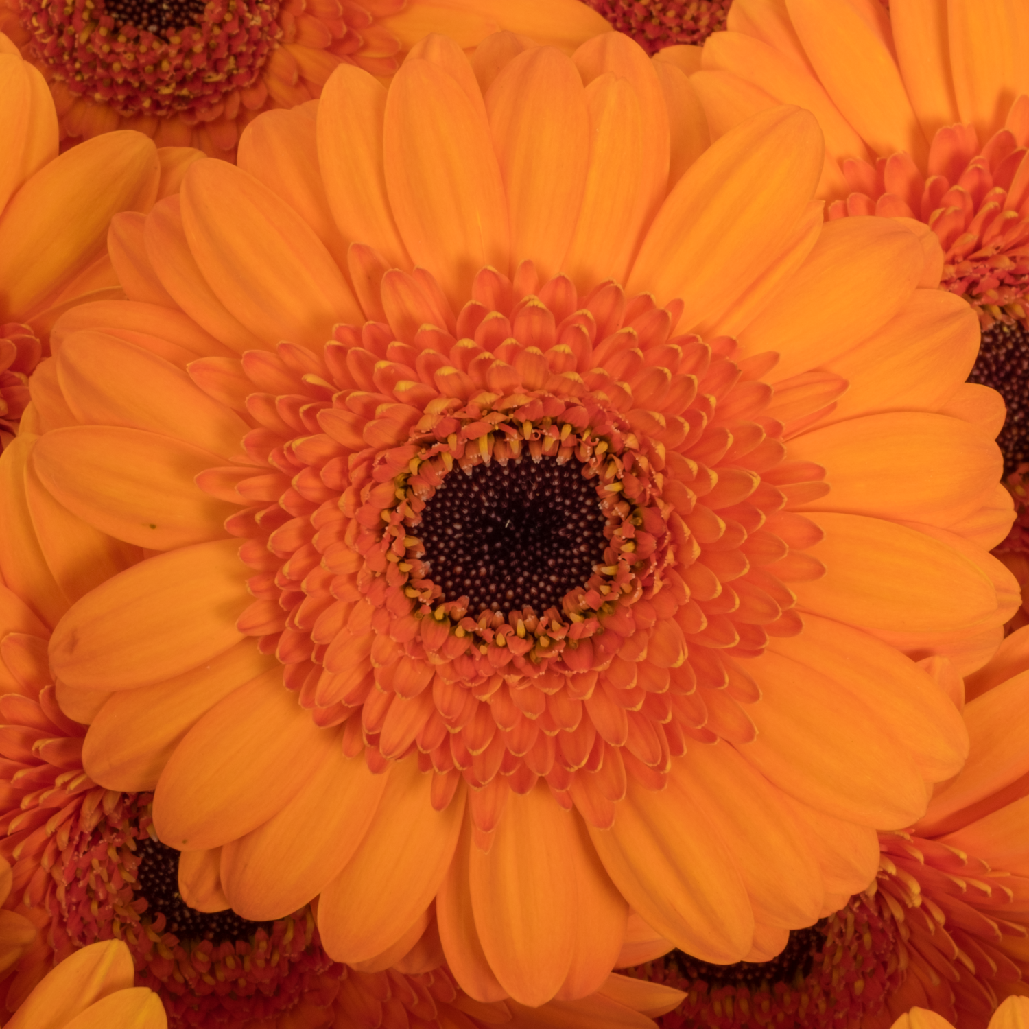 Germini orange Santiago