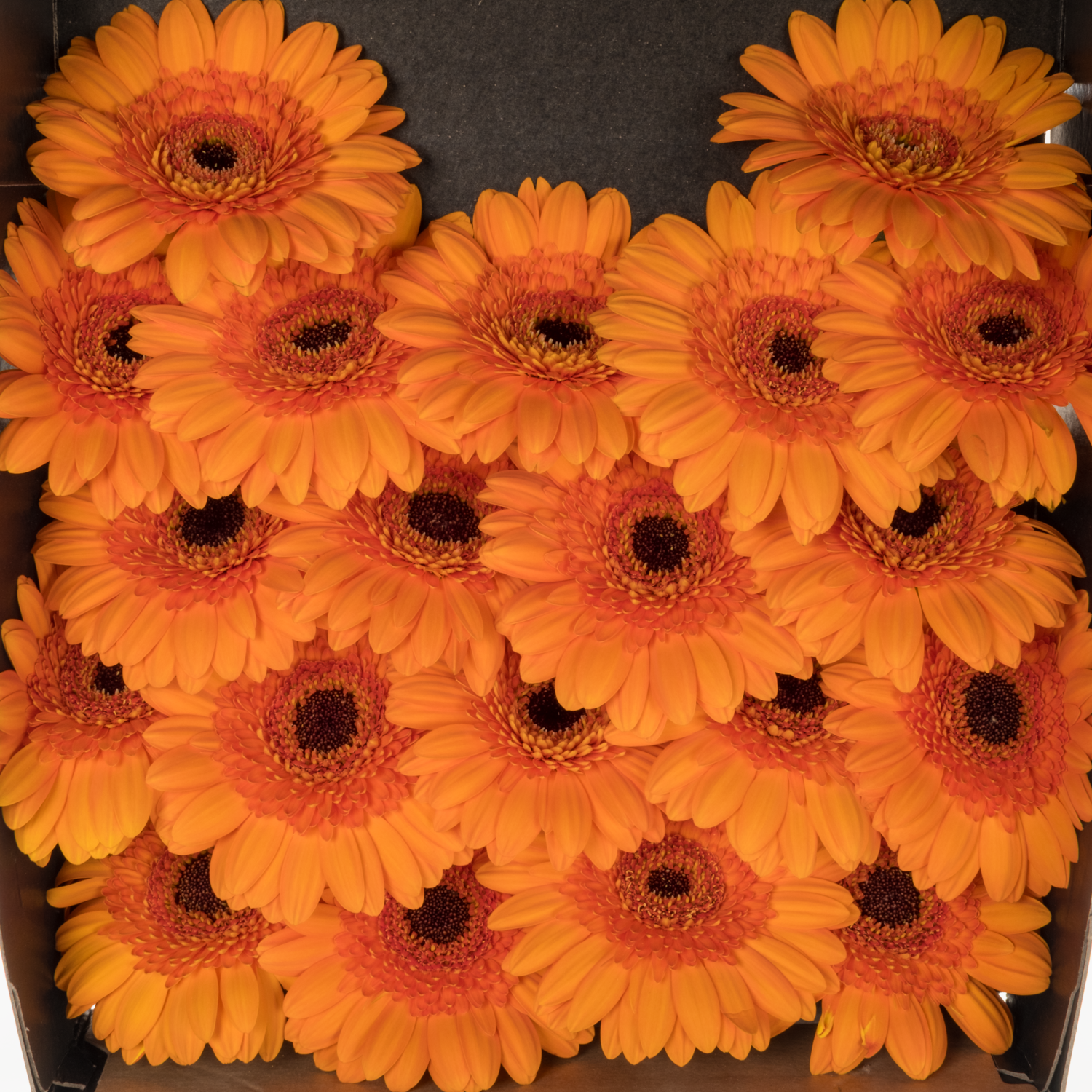 Germini orange Santiago