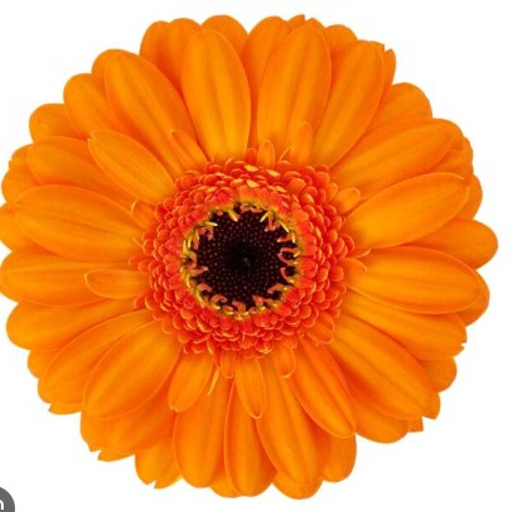 Germini orange Santiago