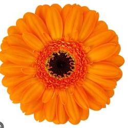 Germini orange Santiago