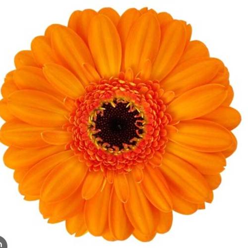 Germini orange Santiago