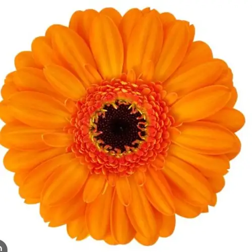 Germini orange Santiago