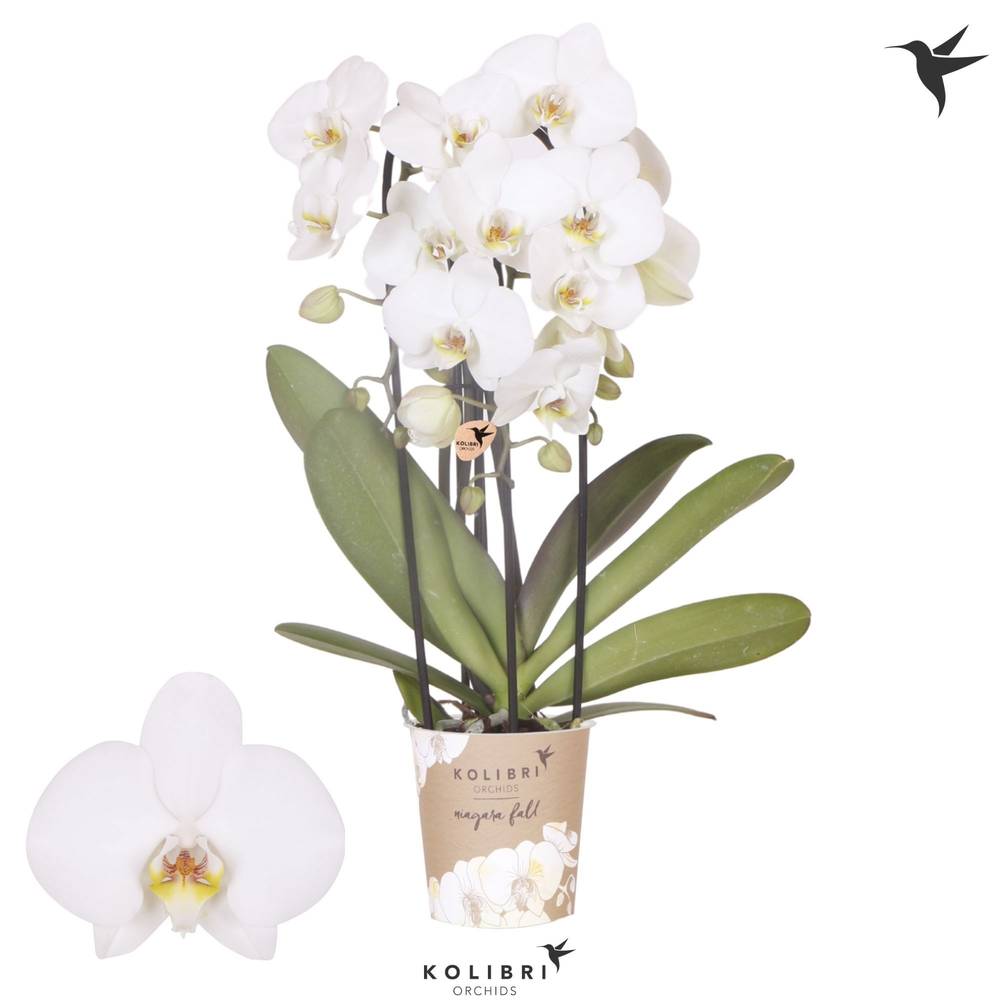 Phal.3-R weiss Niagara T12 H045