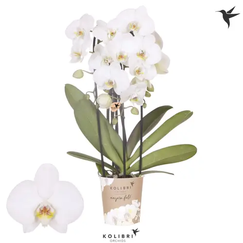 Phal.3-R weiss Niagara T12 H045