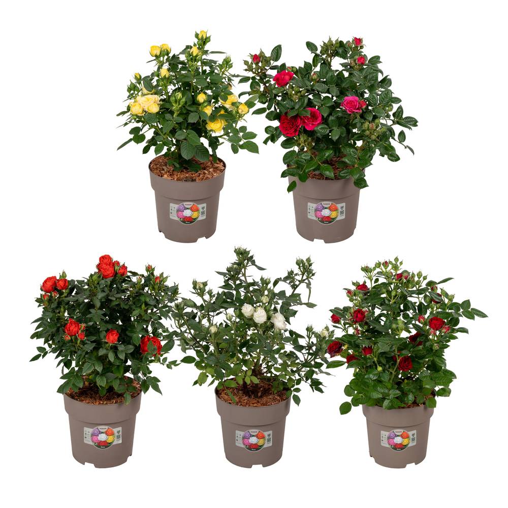 Rose mix Strauch T19 H050
