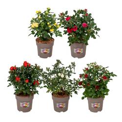 Rose mix Strauch T19 H050