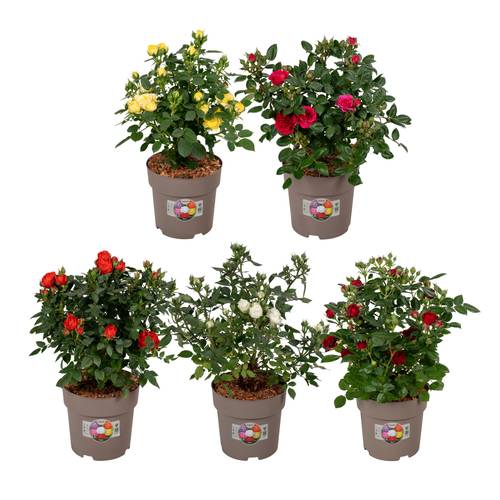 Rose mix Strauch T19 H050
